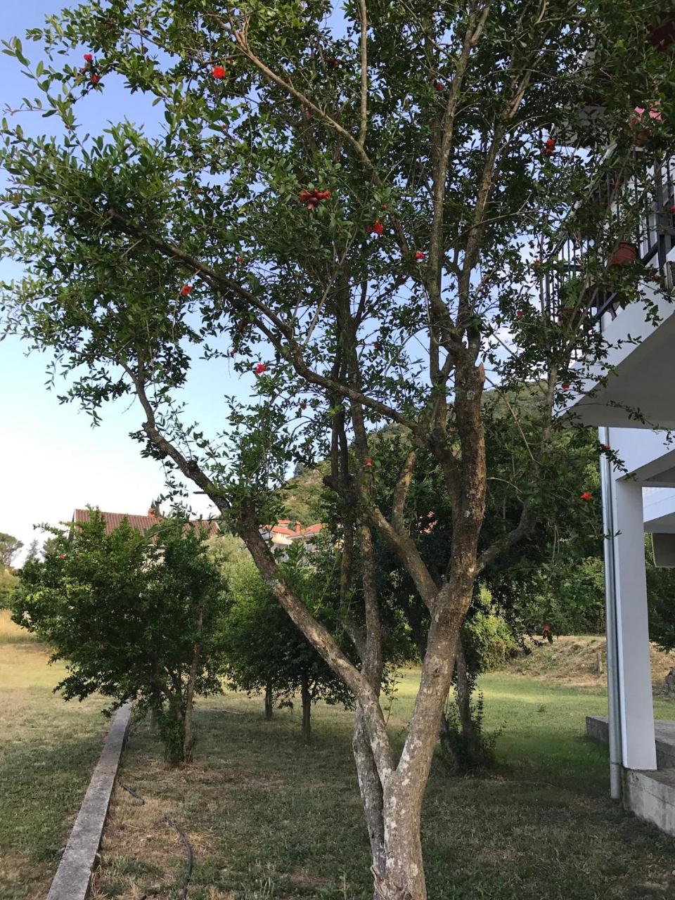 Apartmani Dragana Herceg Novi Buitenkant foto